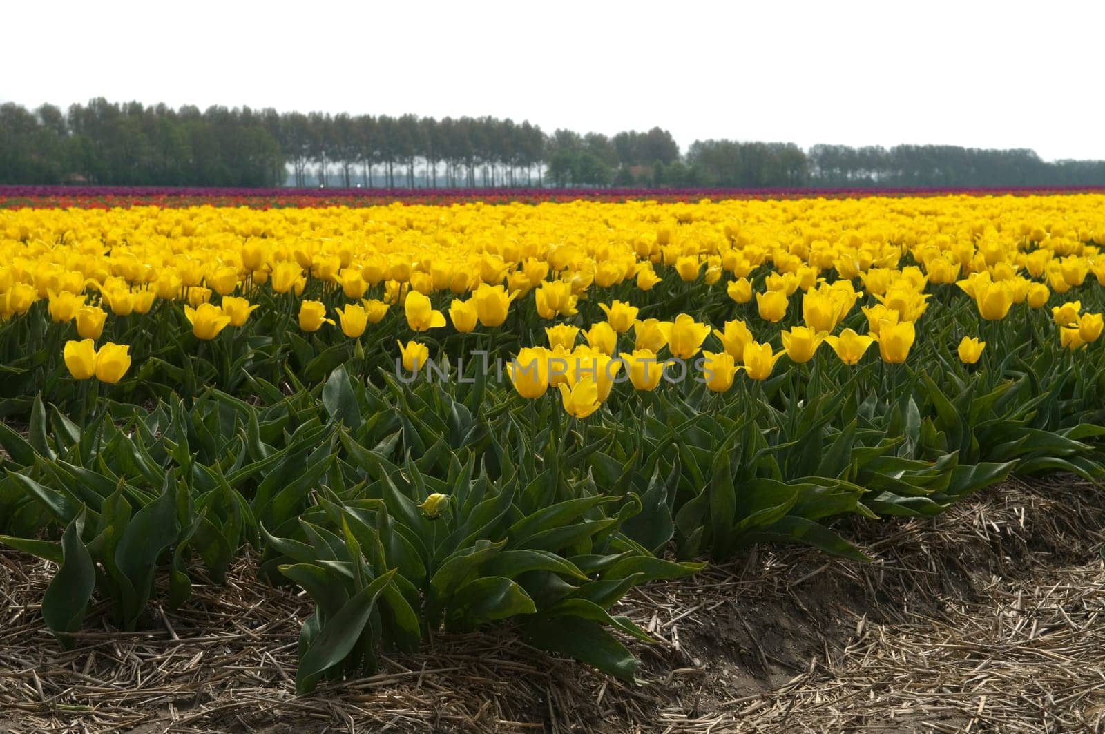 Field full of yellow tulips