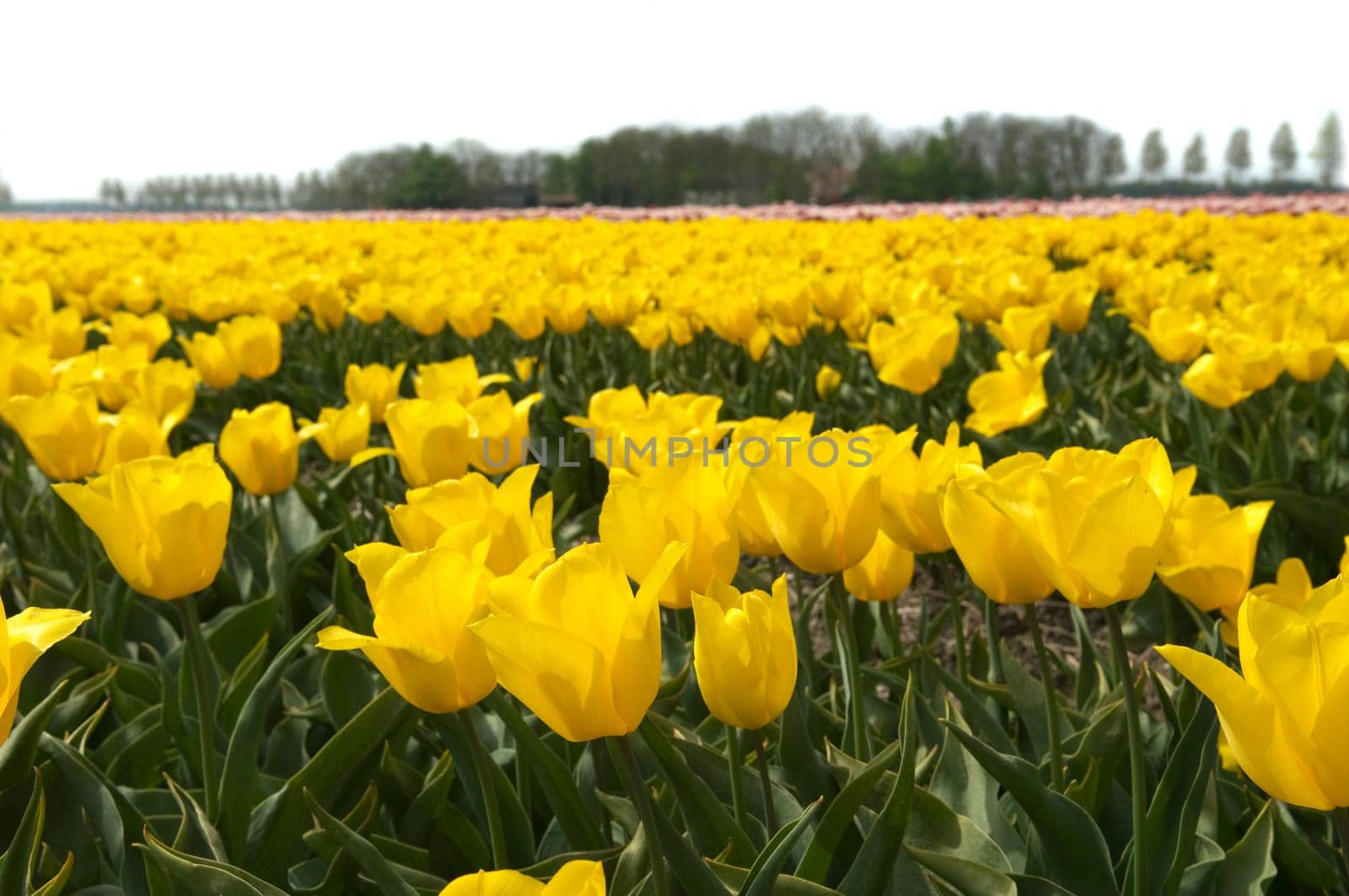 Field full of yellow tulips.