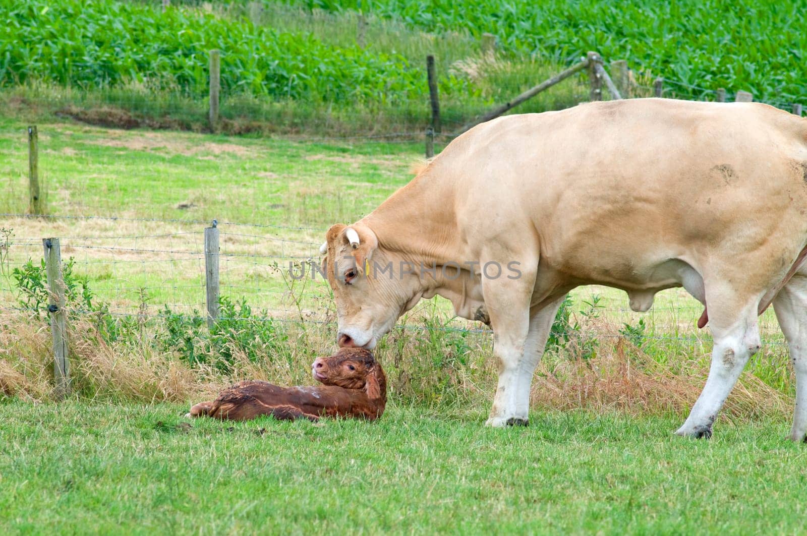 White cow cleaning her just born baby cow.
