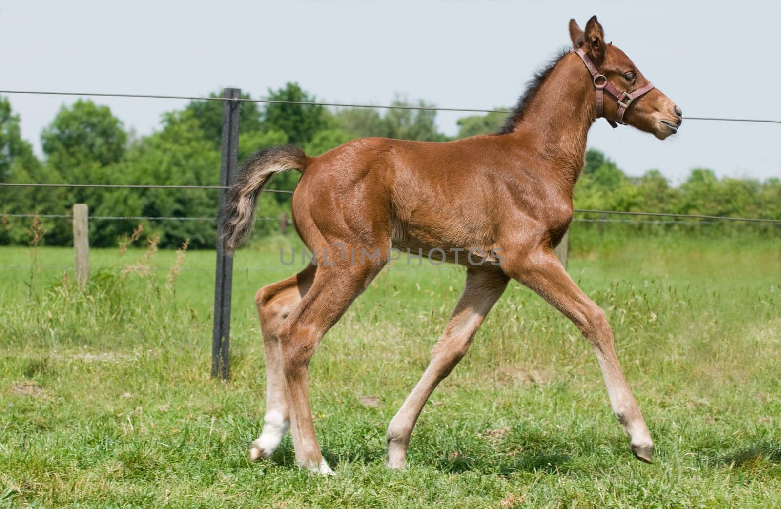 Little 10 day old foal being proud, look at me!