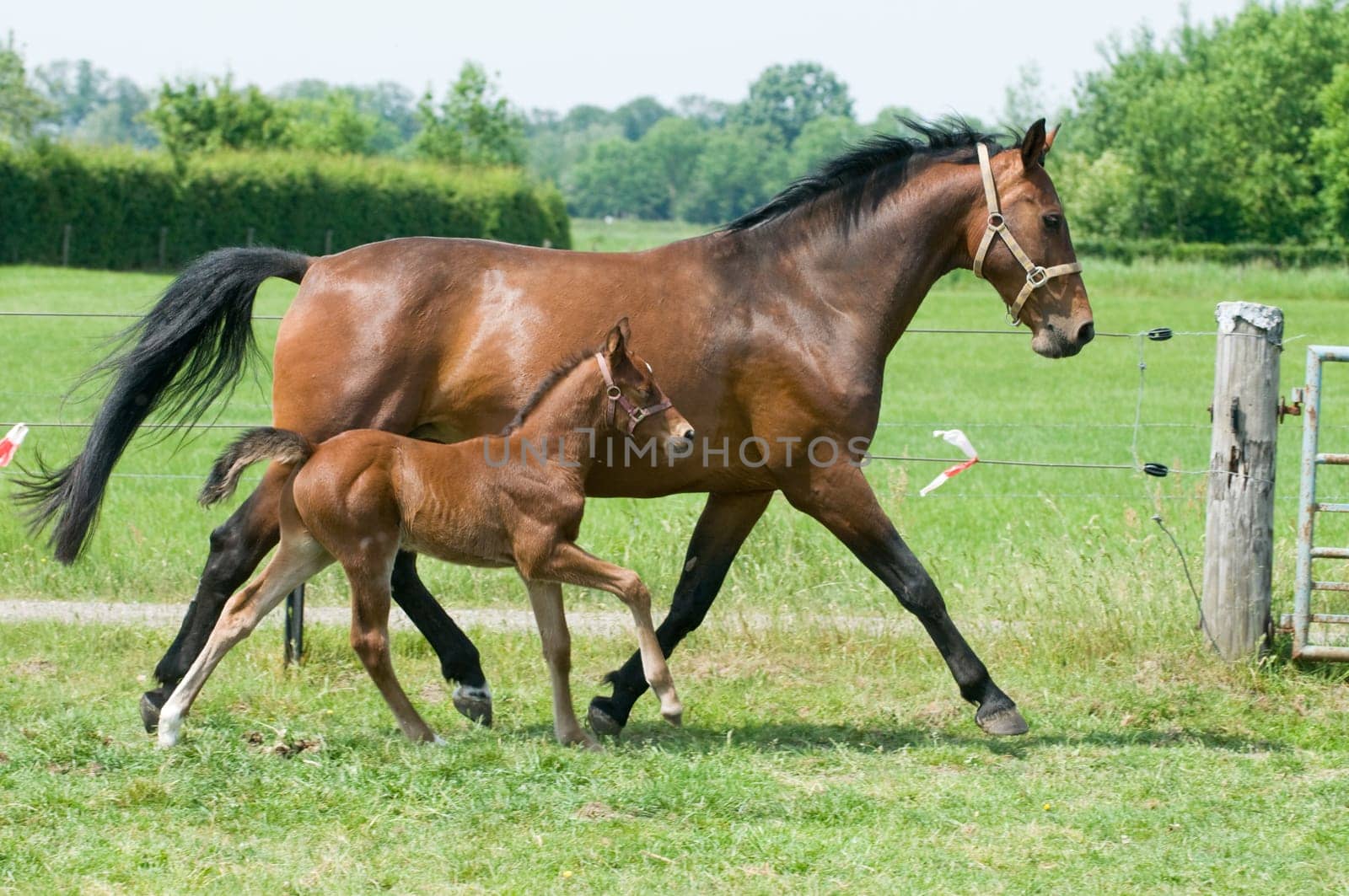 Mother horse and her little foal running on the field