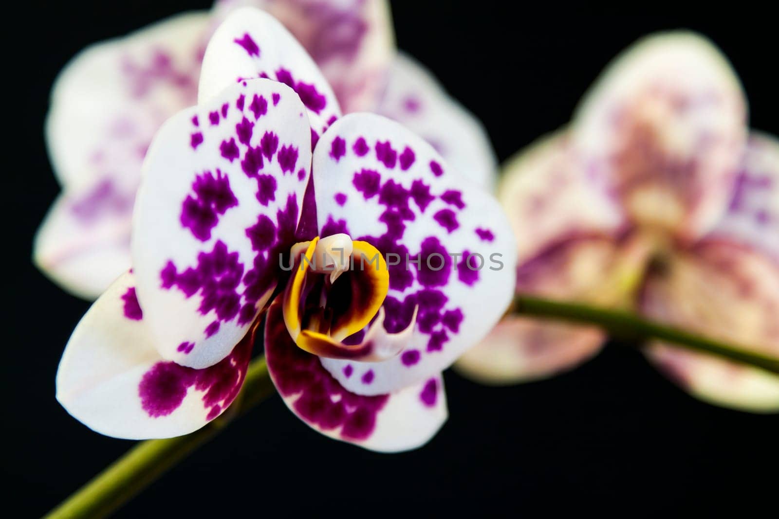 Close up view of orchid on black background
