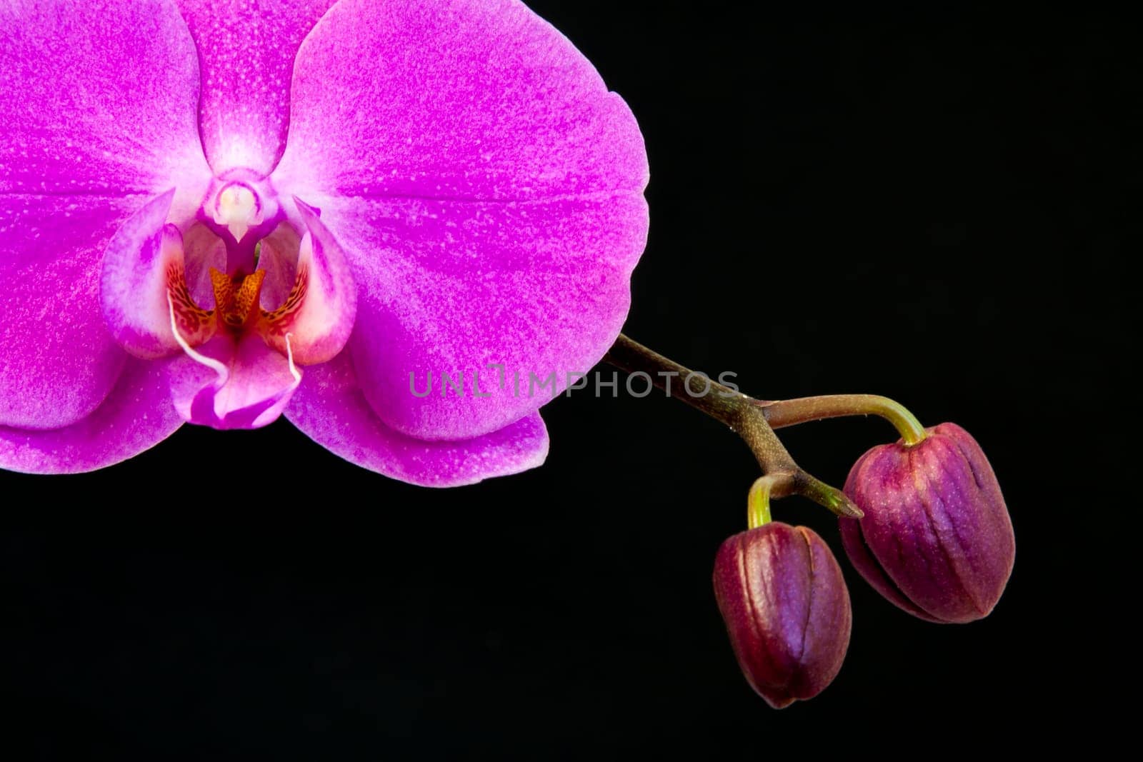 Close up view of orchid on black background