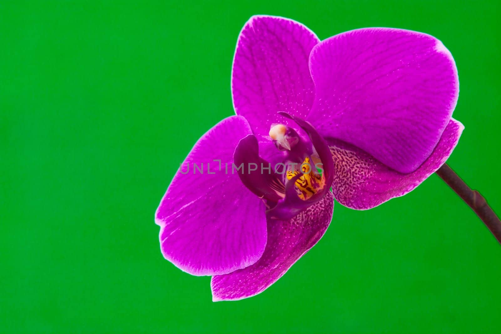 Close up view of purple orchid on green background