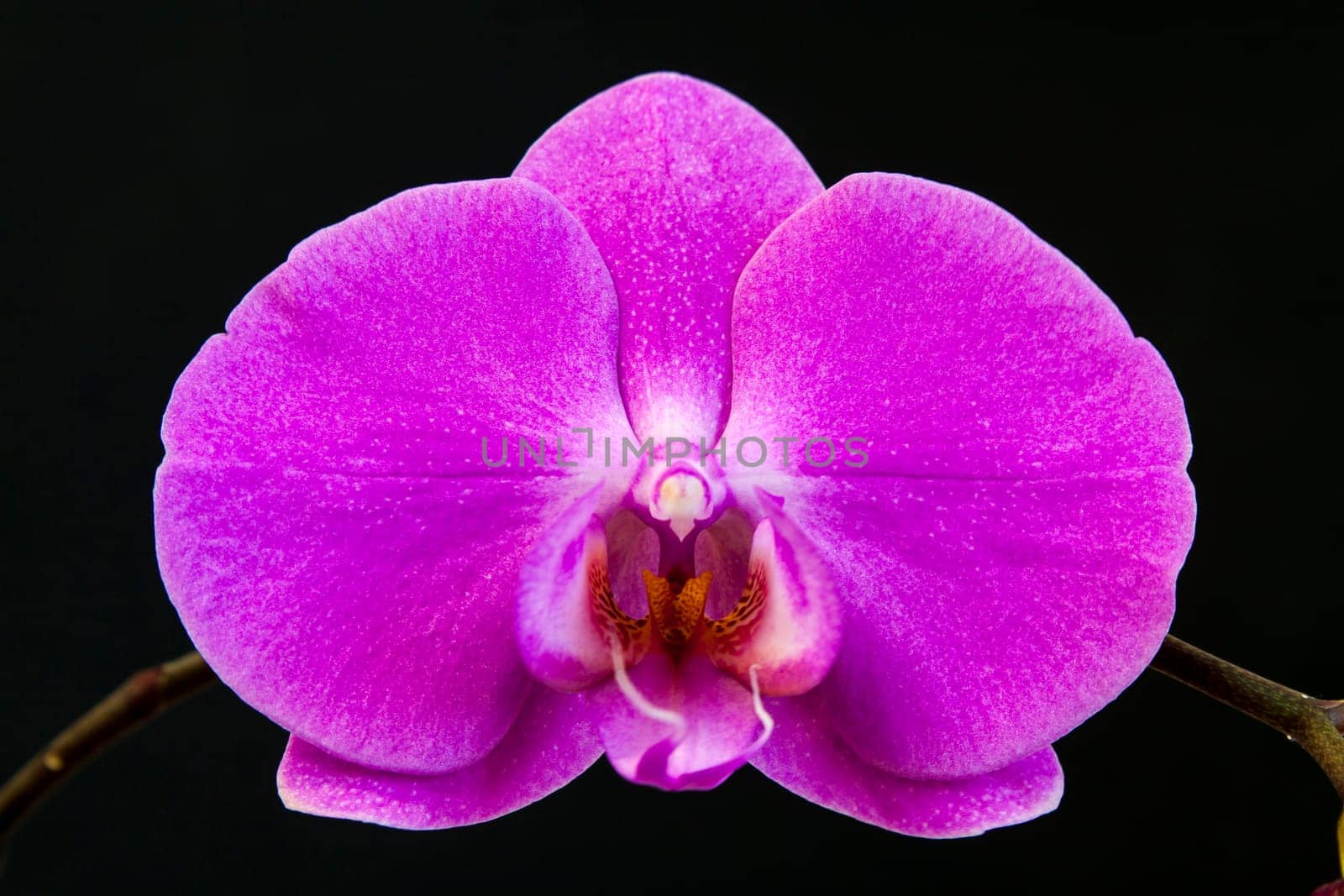 Close up view of orchid on black background
