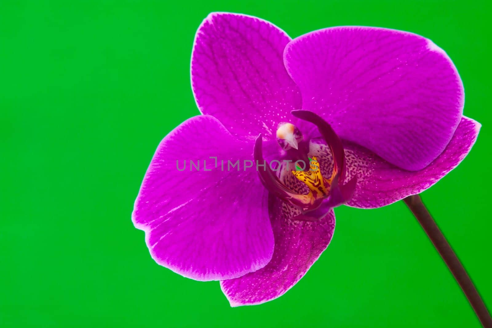 Close up view of purple orchid on green background