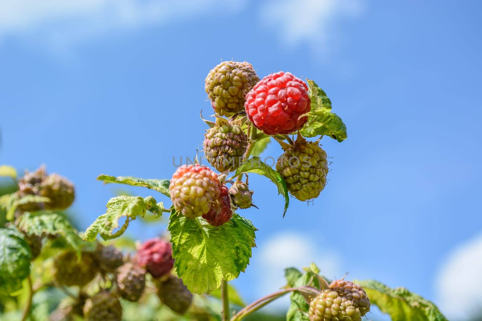 Raspberry in early summer. First fruits to be picked up