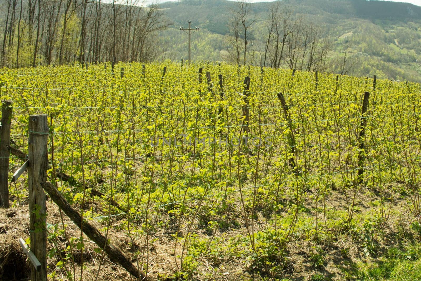 Raspberry field in early spring. TIed with wire between posts