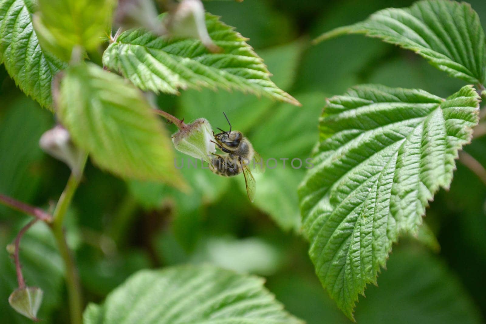 Honeybee trying to collect nectar from closed raspberry flower. Leaves all around.