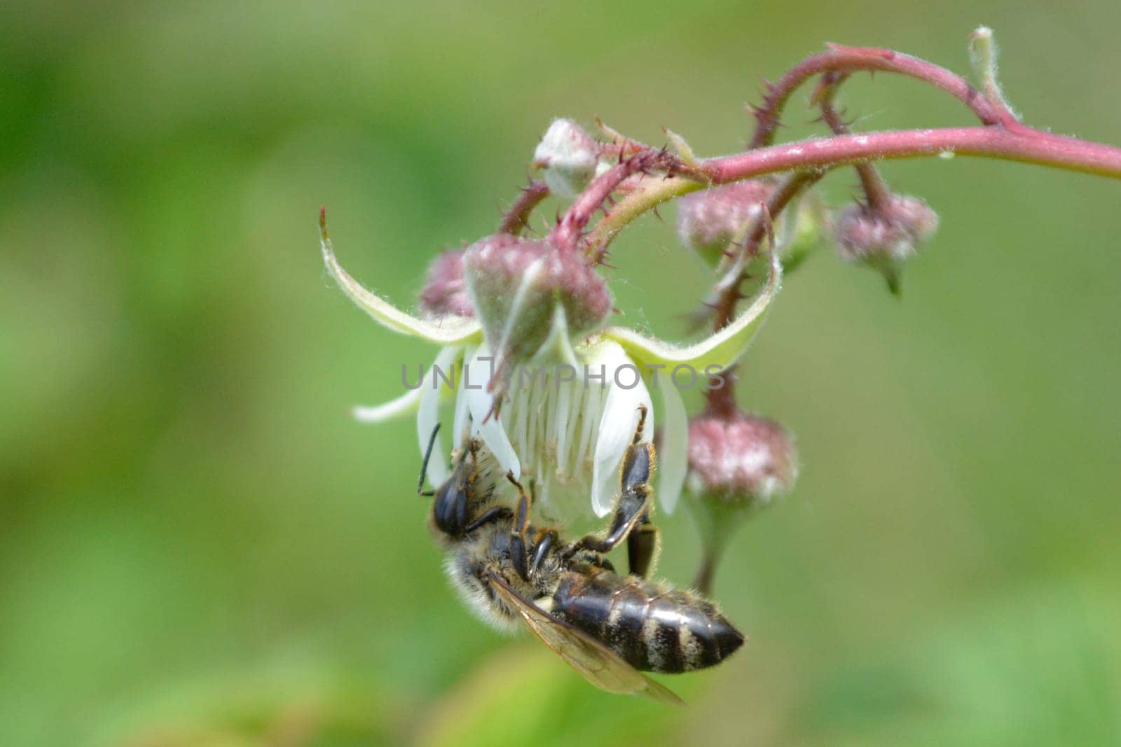 Honeybee standing upside down on raspberry flower, collecting nectar
