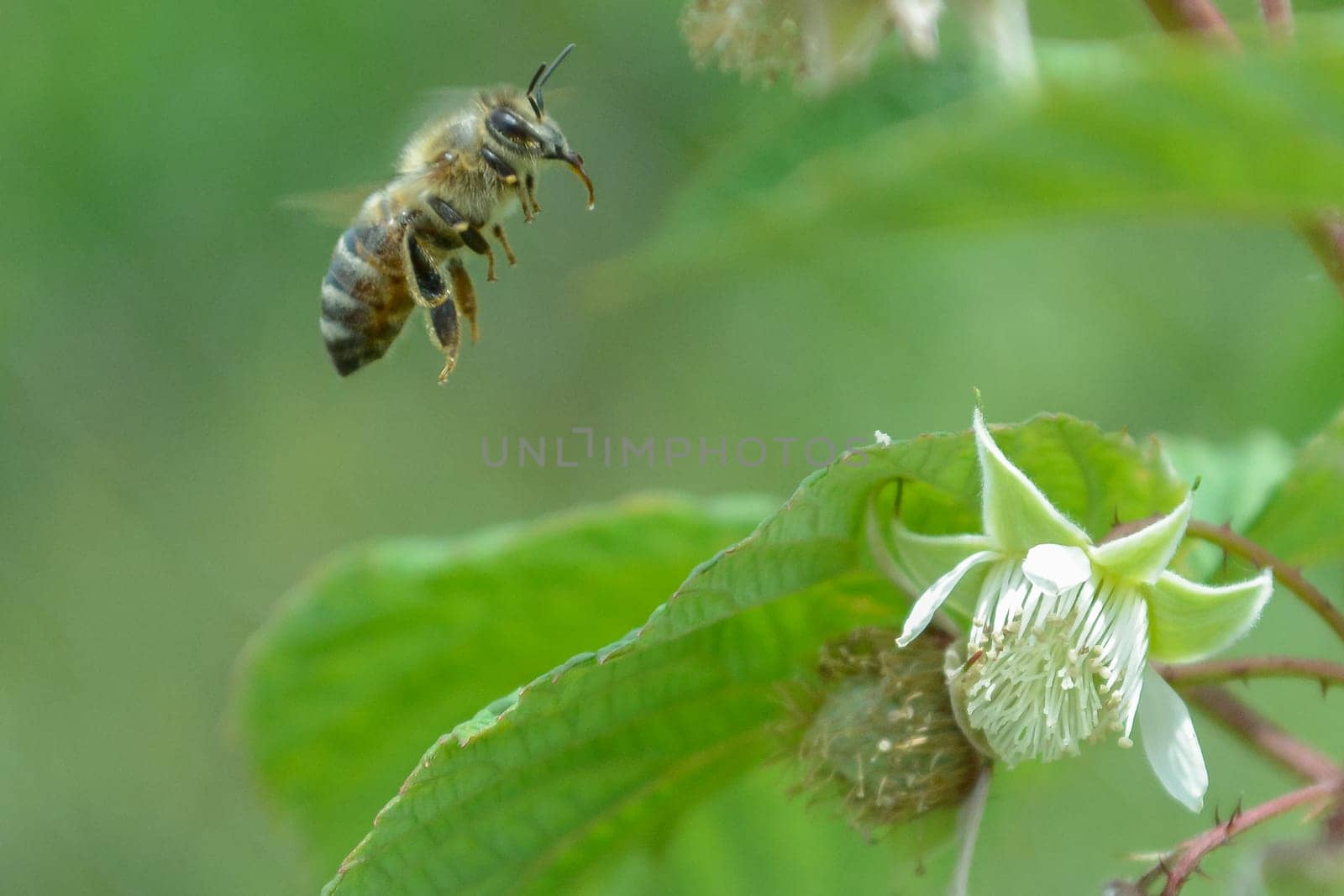 Honeybee hovering above raspberry flower. Green blurred background