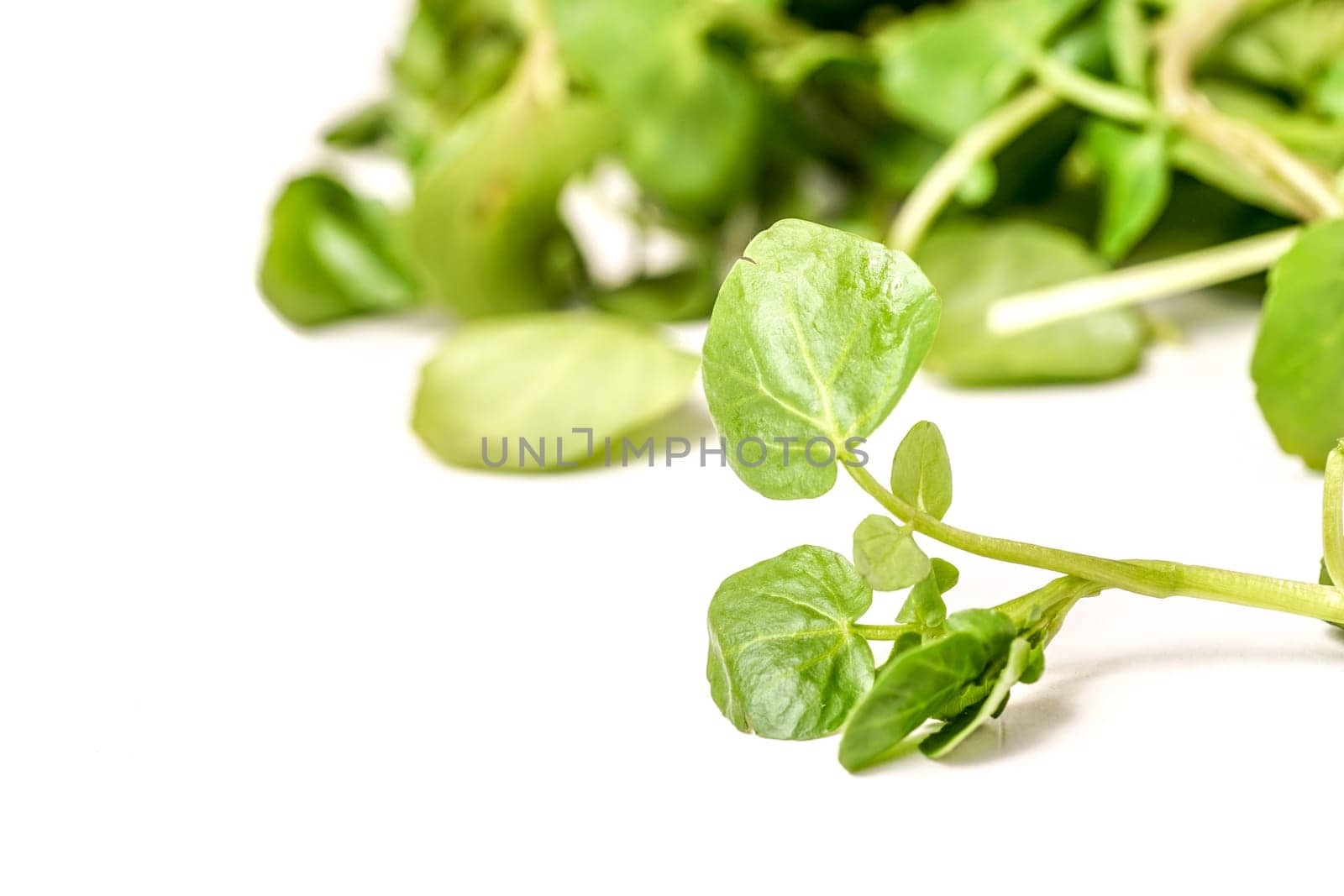 freshly picked organic watercress, isolated on white