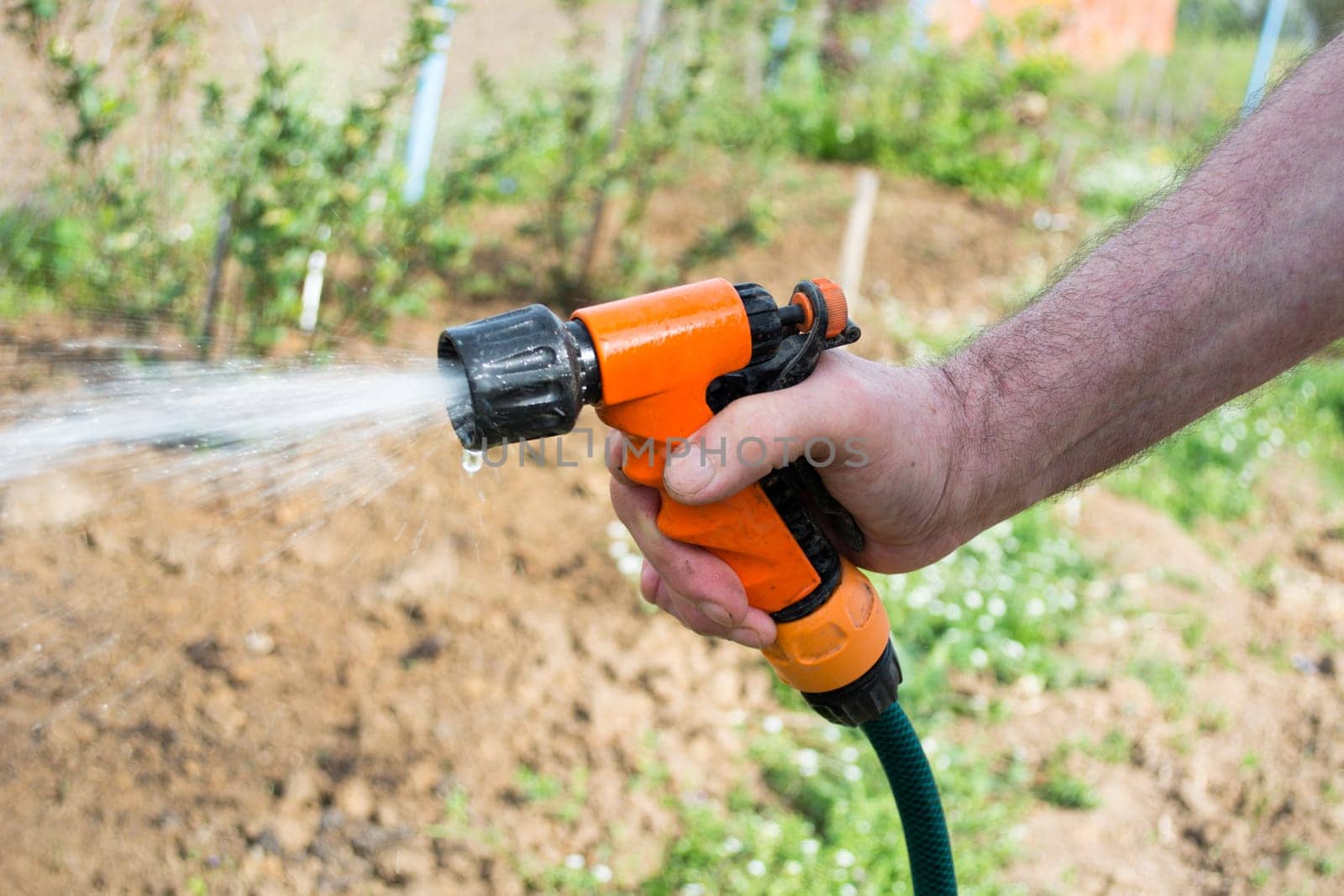 Closeup of old man hand holding sprinkler and watering crops.