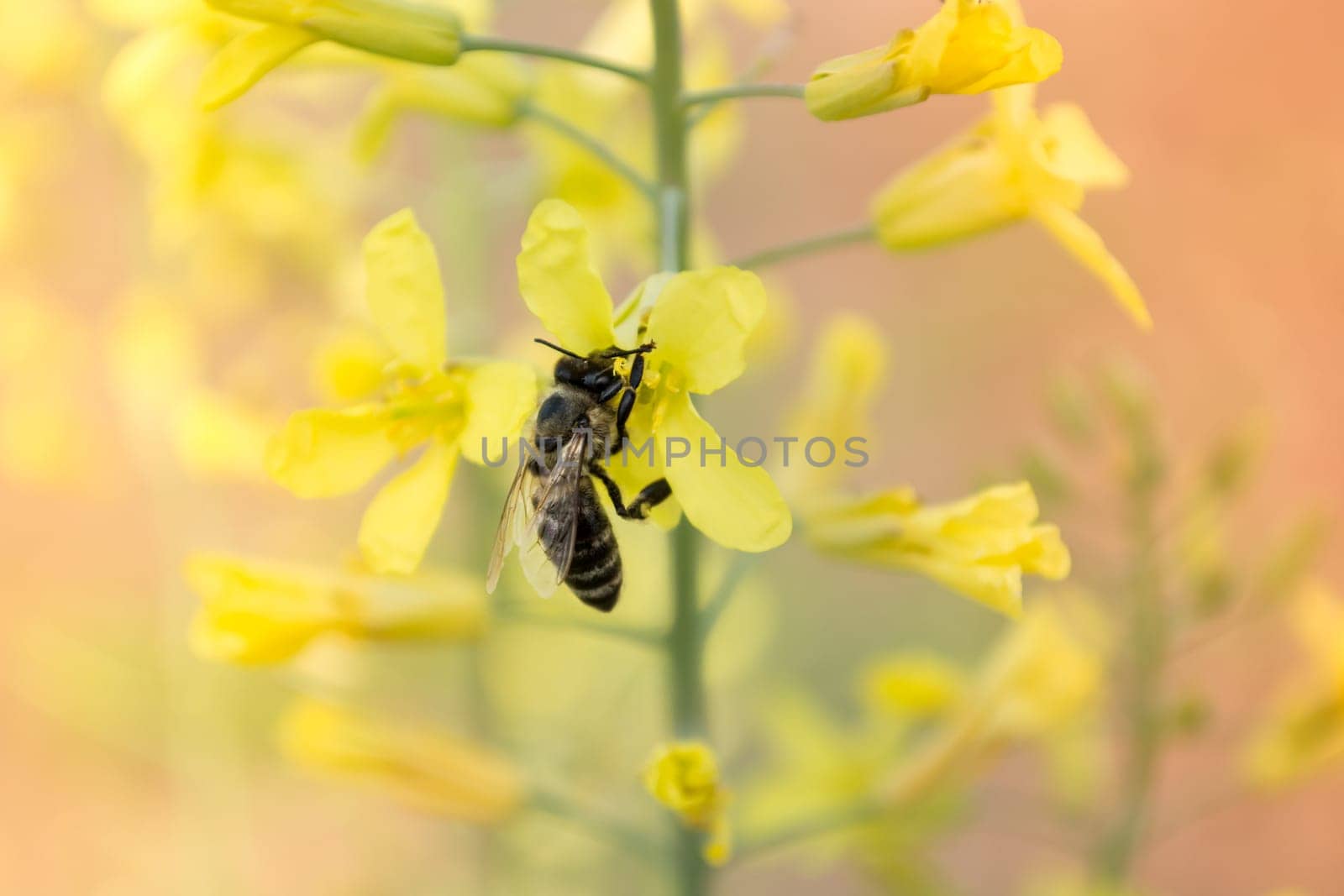 Worker bee on yellow flower with blurred background