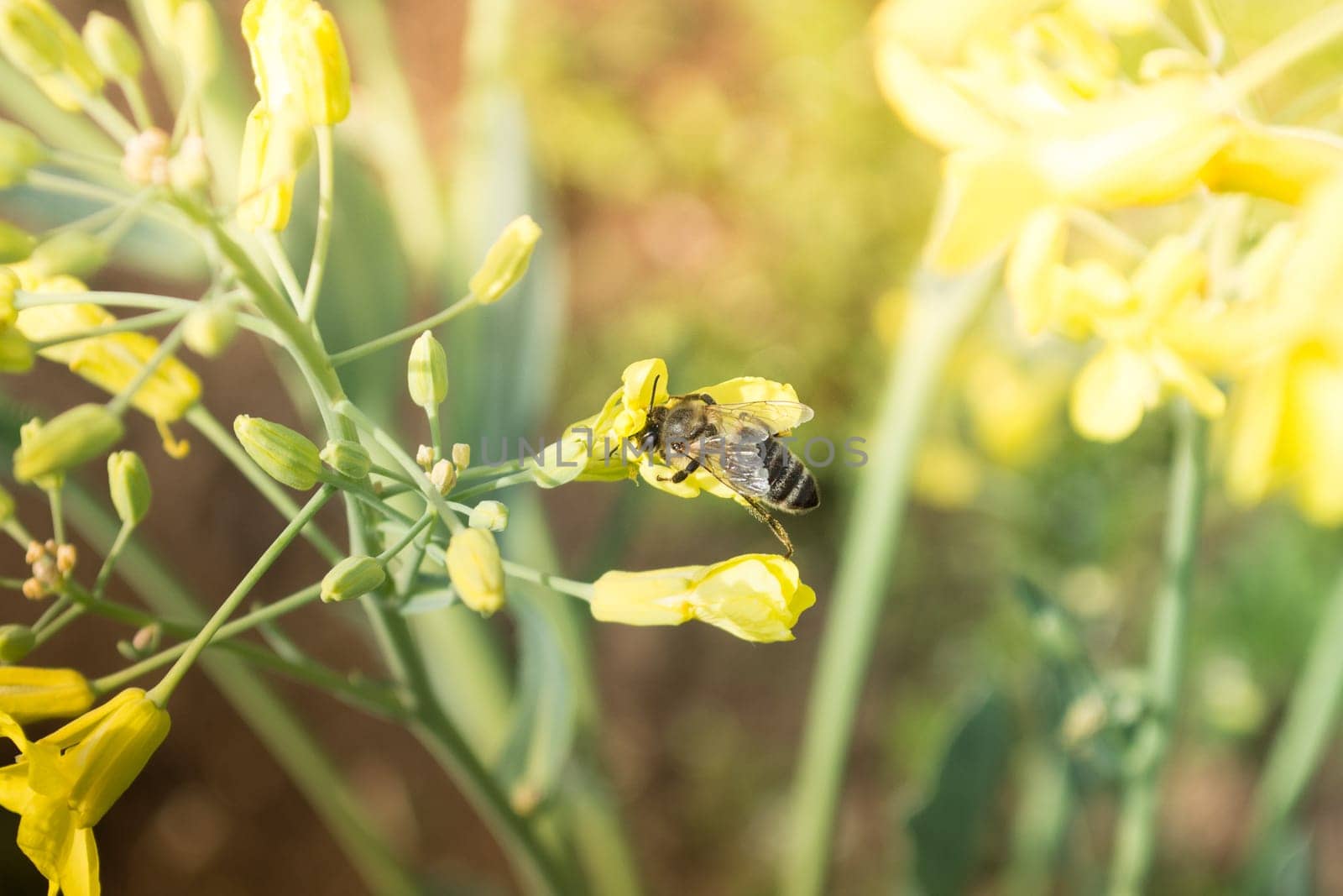 Worker bee on yellow flower with blurred background