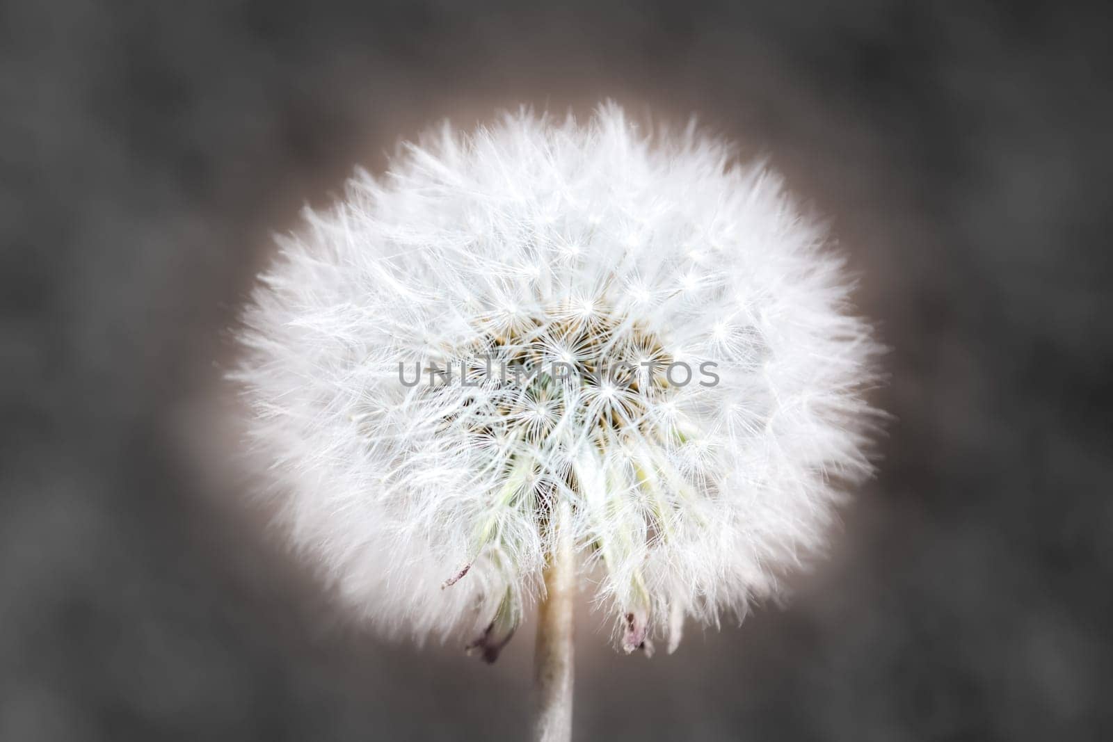 Abstract closeup of dendelion with blurred background.