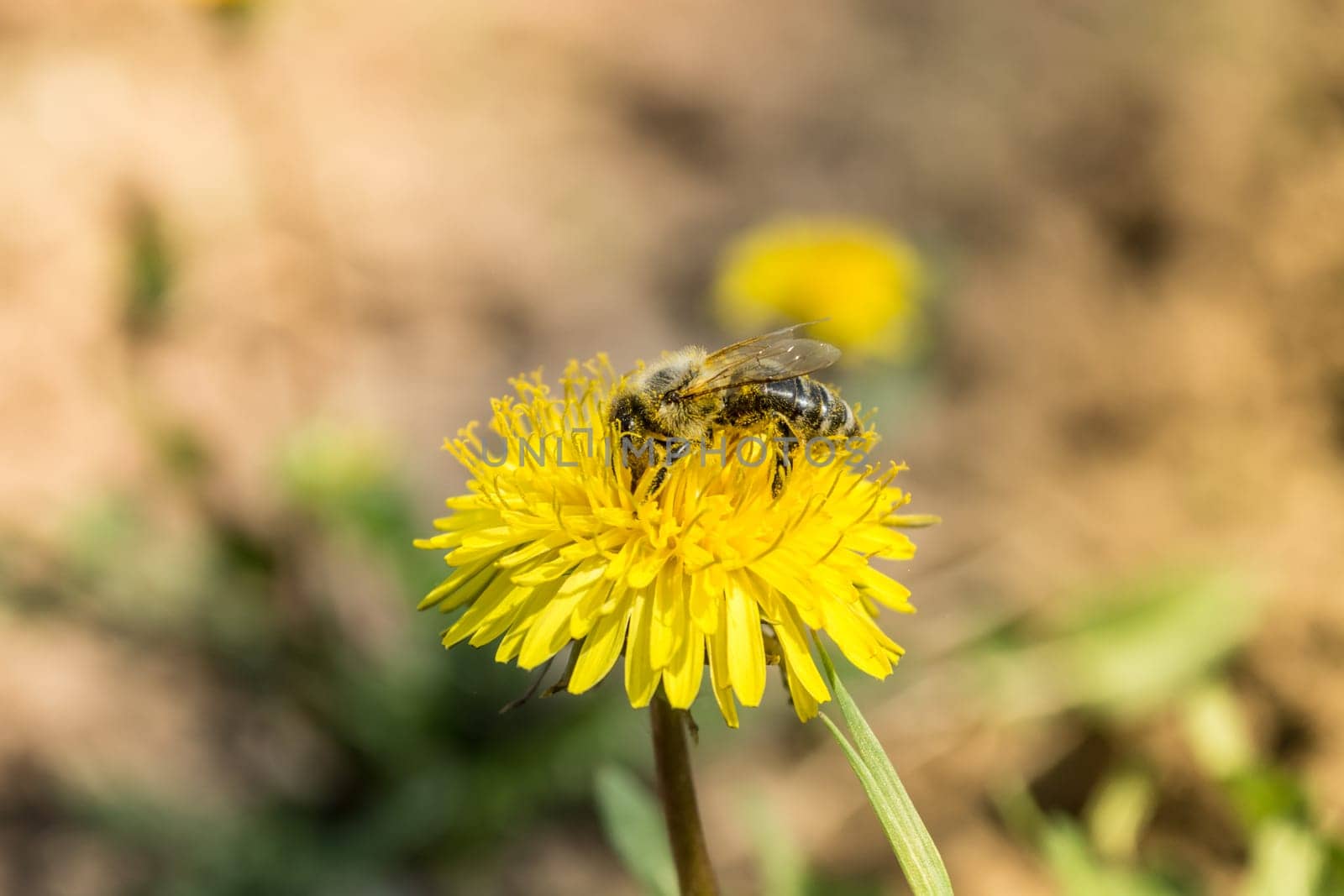 Worker bee on yellow flower with blurred background