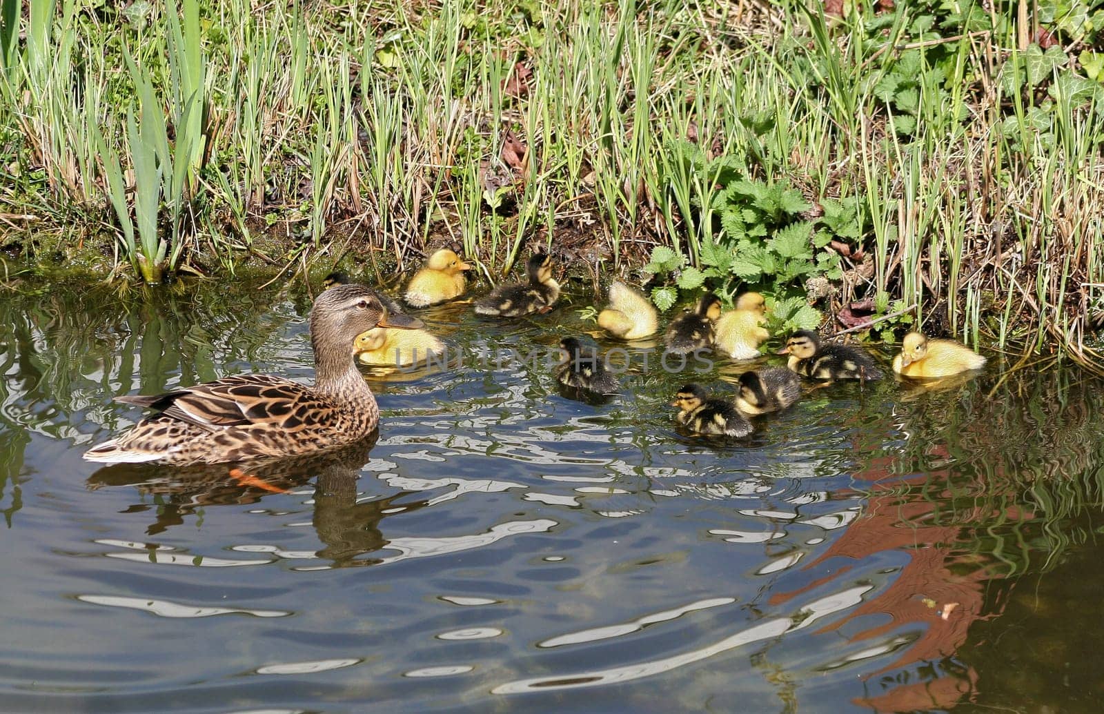 mallard mother with her ducklings at the edge of a pond
