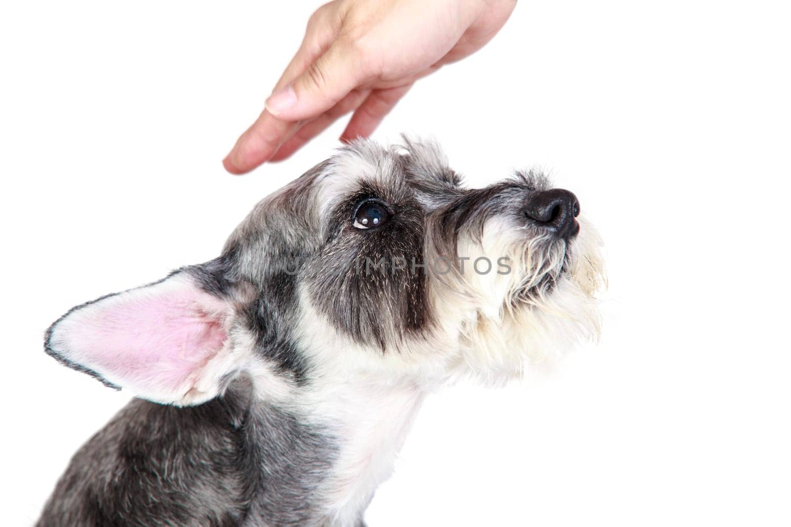 The Miniature schnauzer isolated with white background