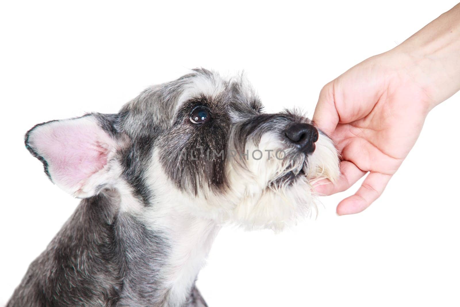 The Miniature schnauzer isolated with white background