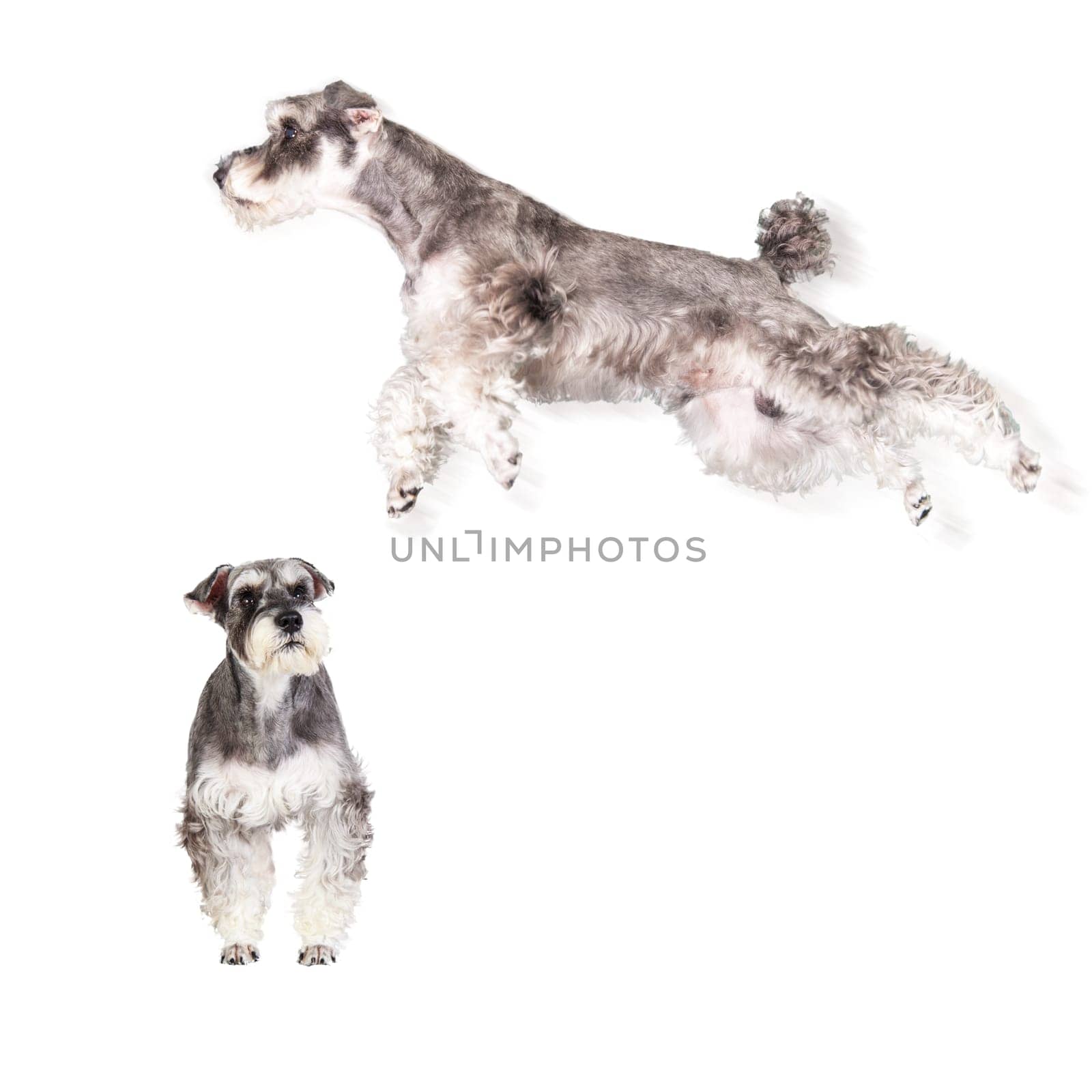 The Miniature schnauzer isolated with white background