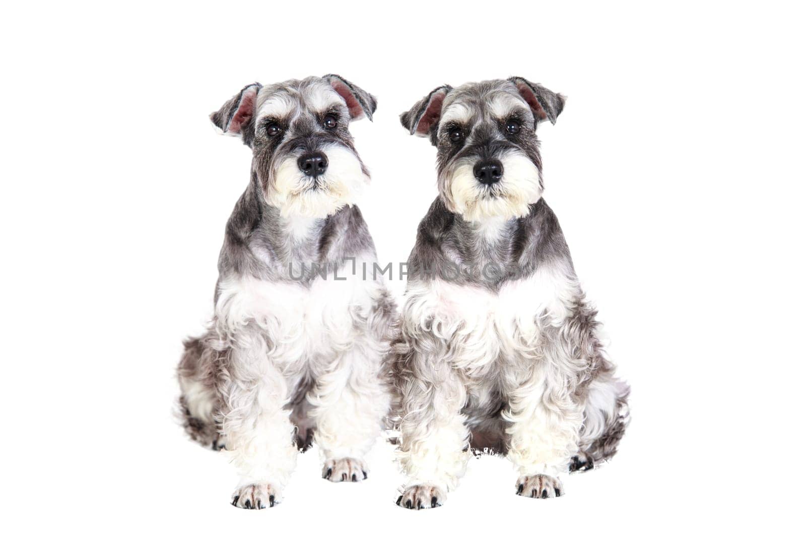 The Miniature schnauzer isolated with white background