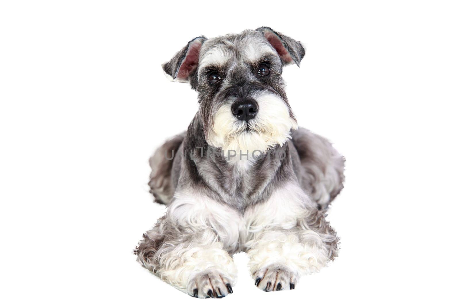 The Miniature schnauzer isolated with white background