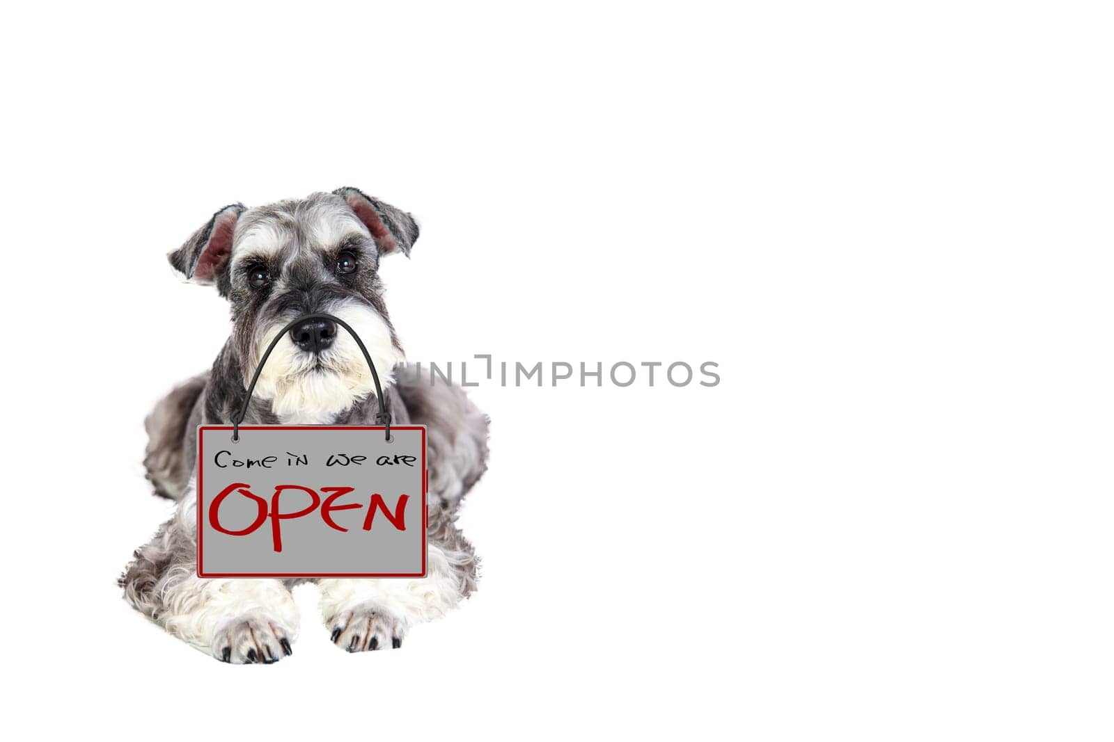 3d rendering of The Miniature schnauzer isolated with white background