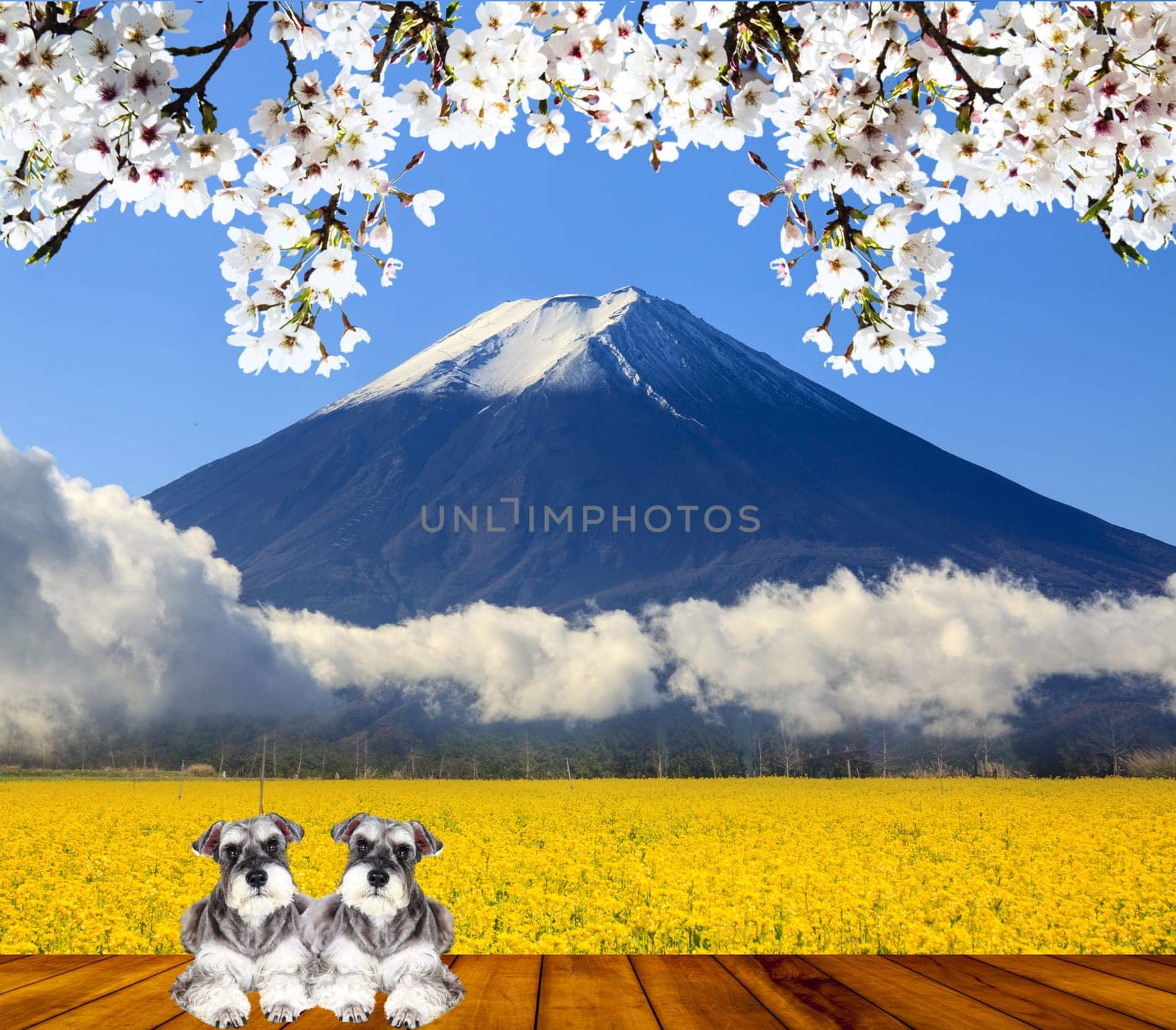 3d rendering of Miniature schnauzer isolated with white background