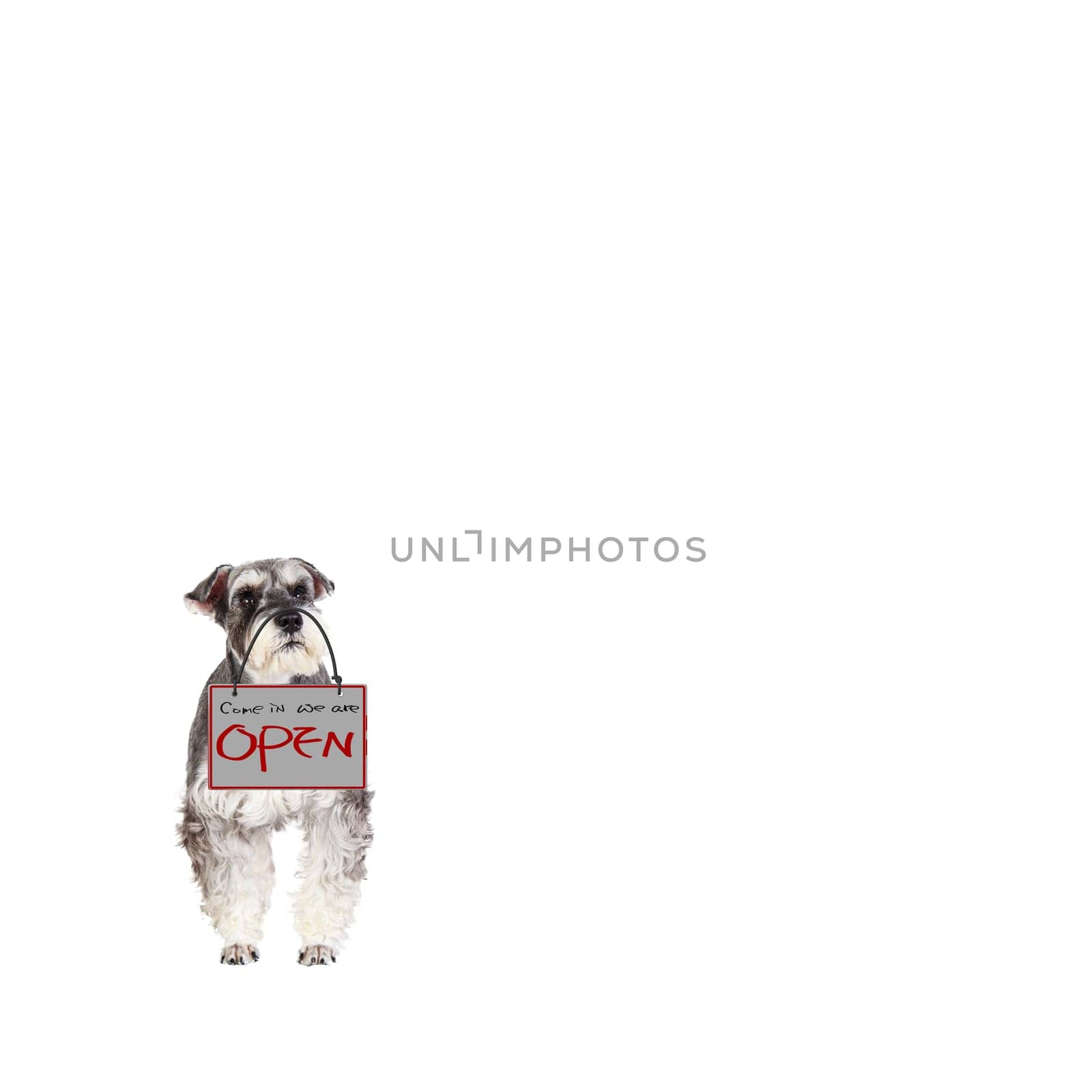 3d rendering of The Miniature schnauzer isolated with white background
