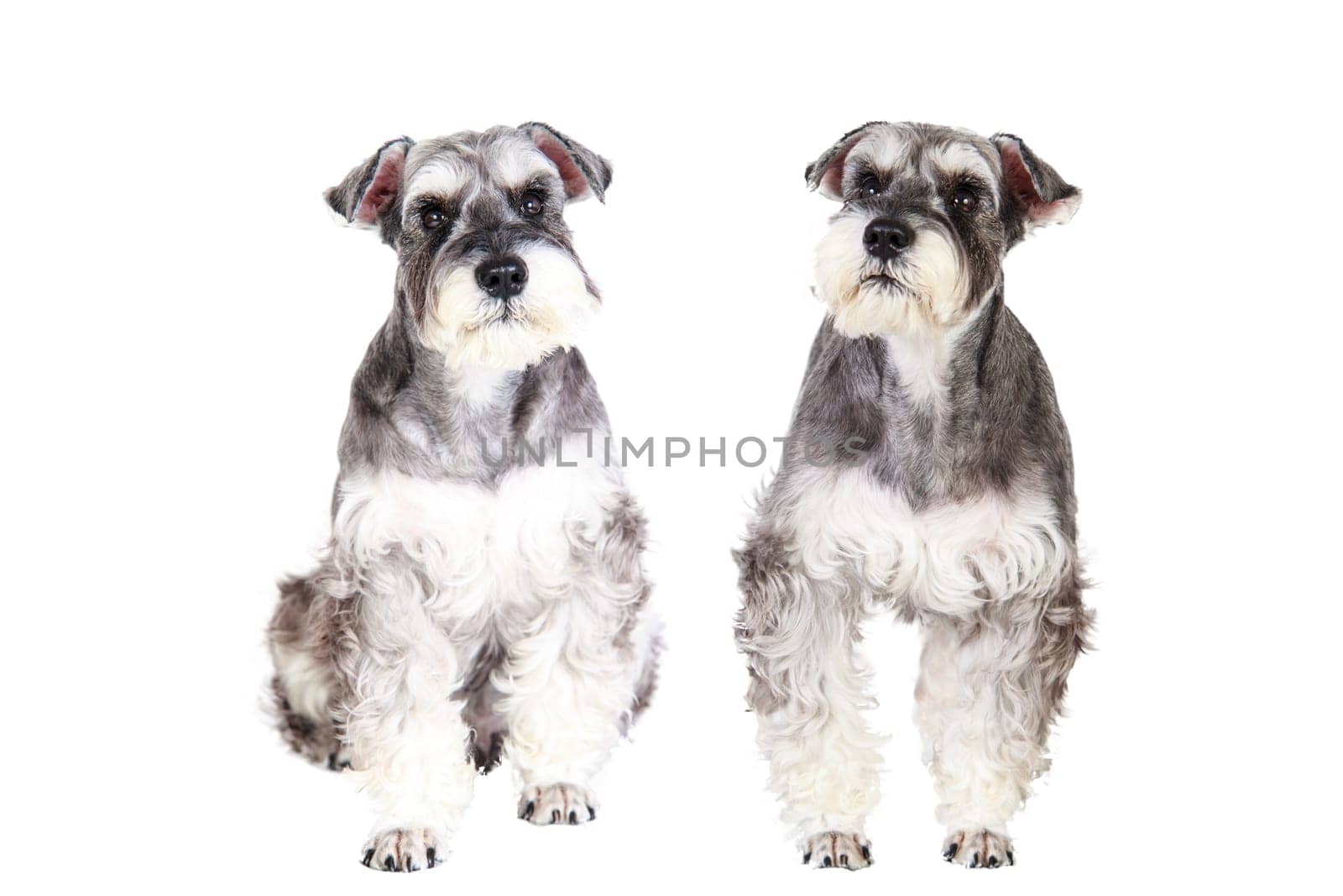 The Miniature schnauzer isolated with white background