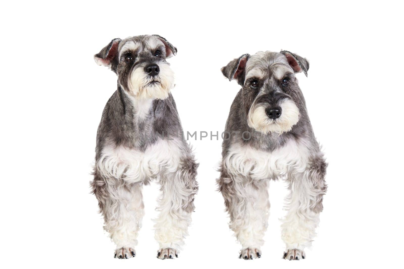 The Miniature schnauzer isolated with white background