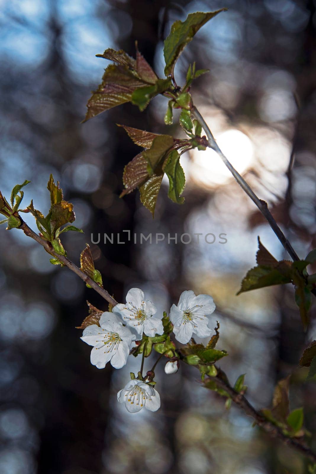 Wild cherry