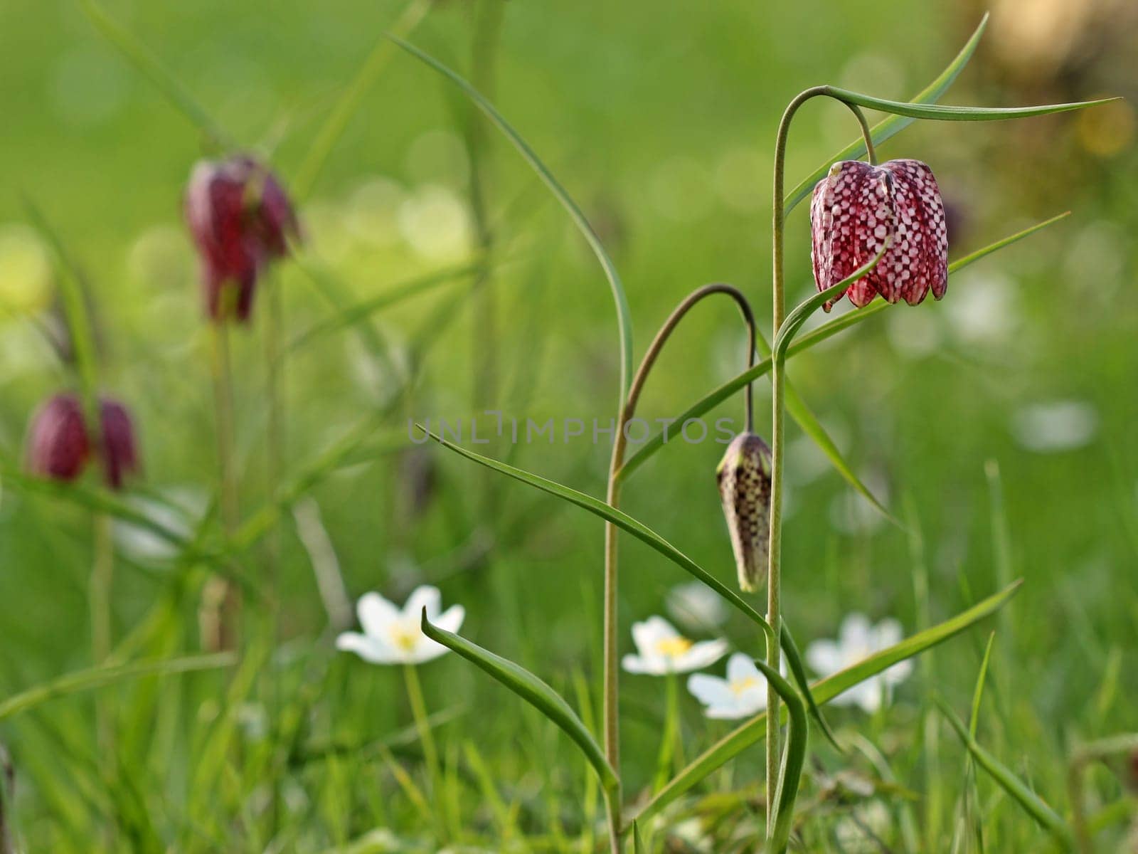 Wet meadow with chessboard flowers (Fritillaria meleagris) and bush windfrogs (Anemone nemorosa)