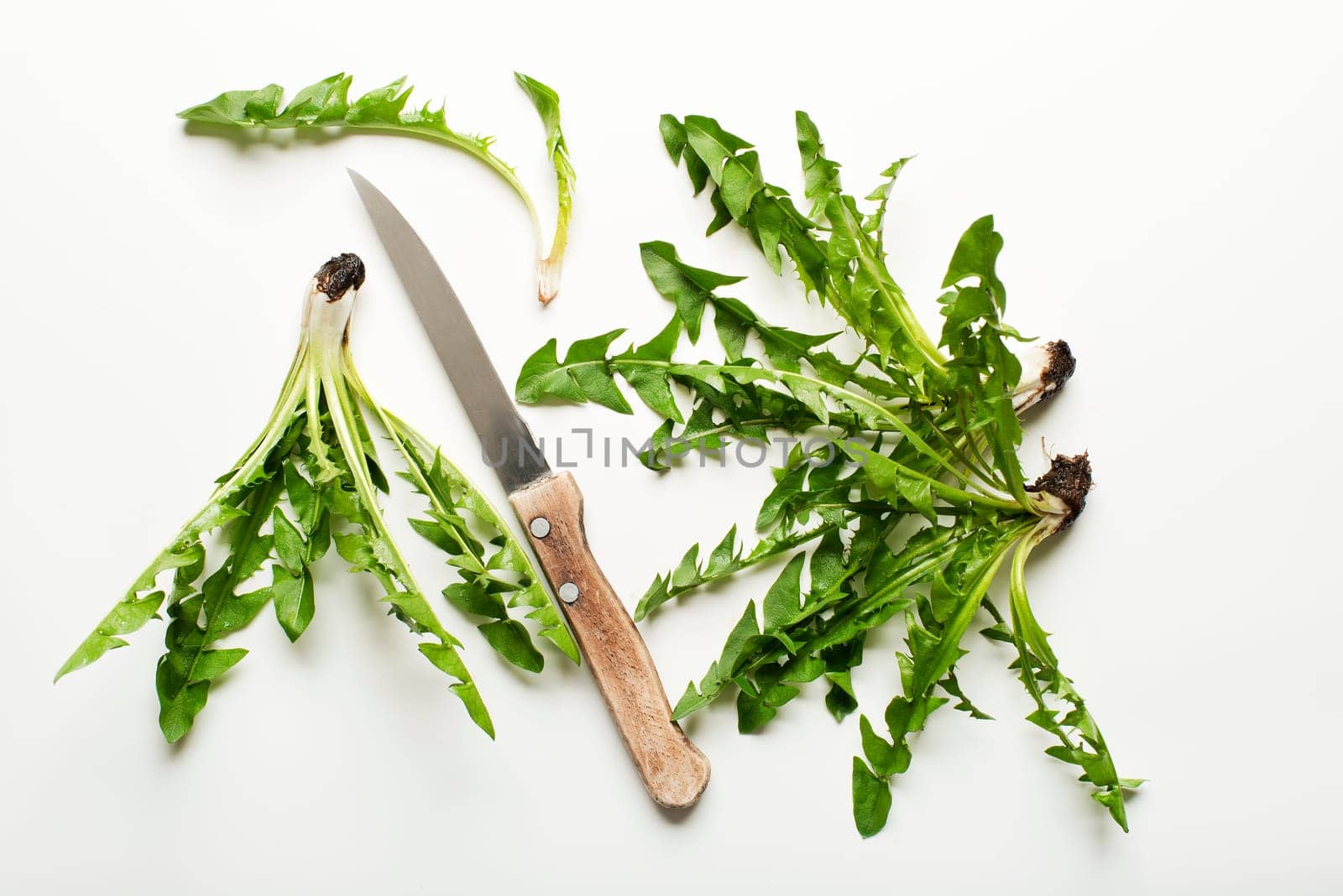 Fresh dandelion on white background overhead shoot