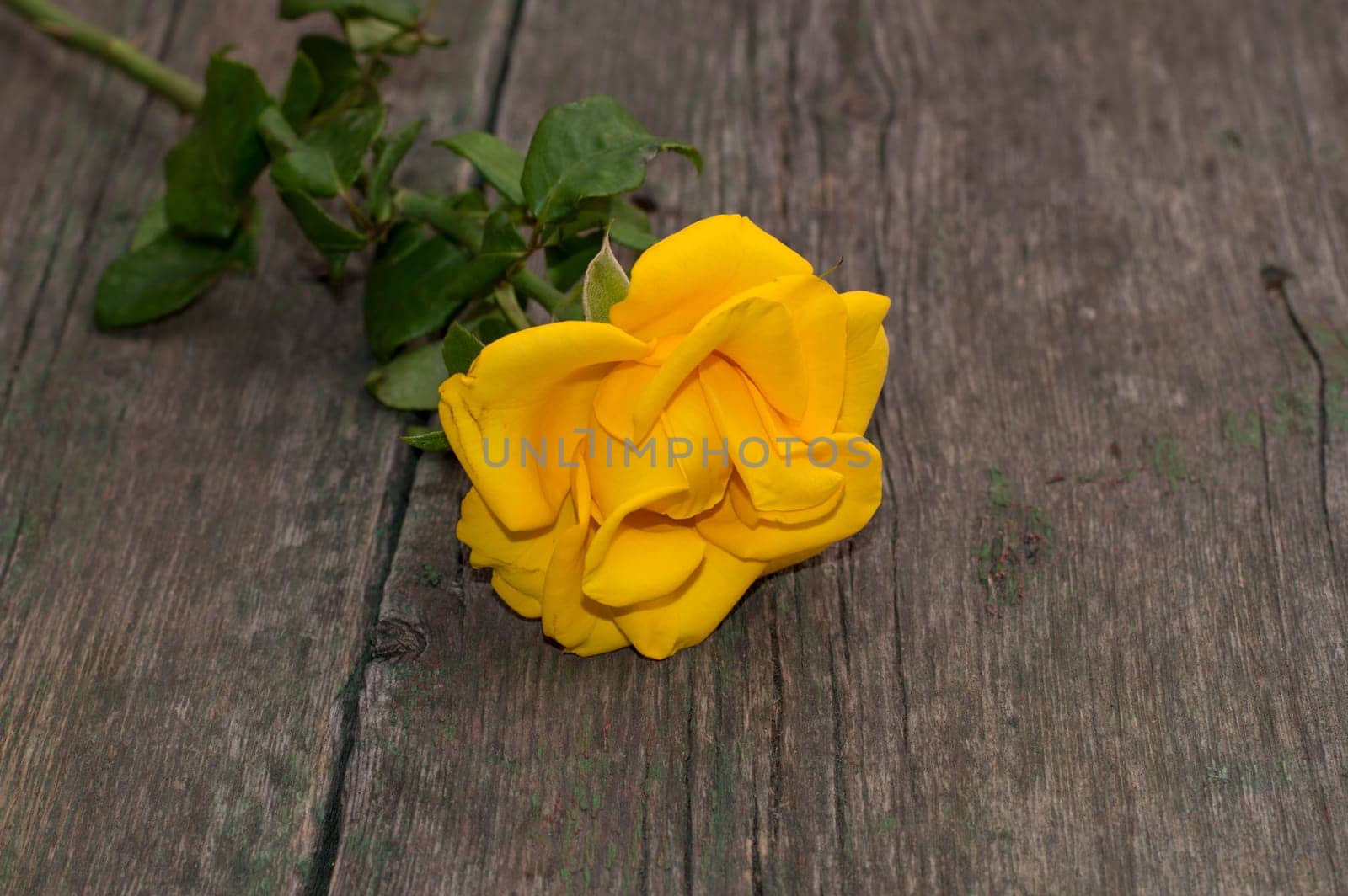 the yellow rose lies at the left on an old wooden table