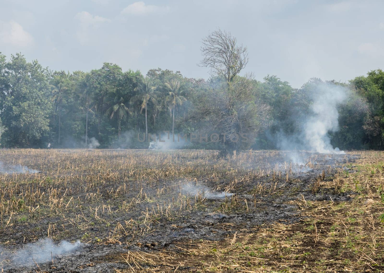 Burnt sugarcane field after harvest. Global warming concept