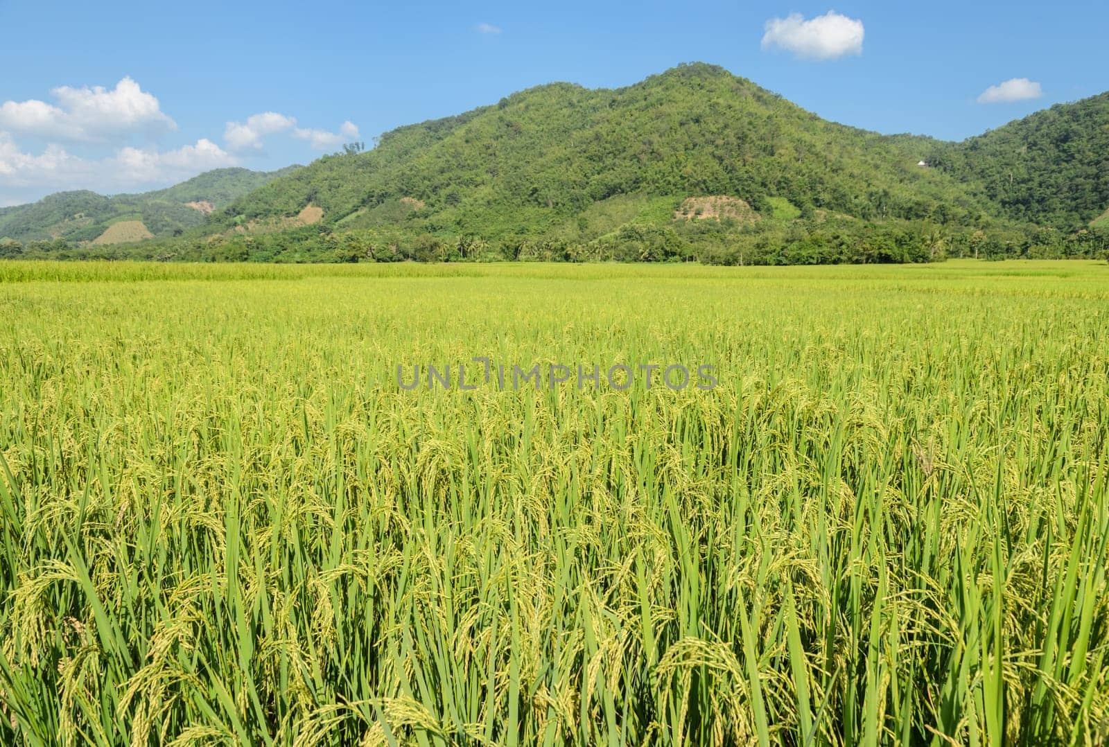 Landscape of green rice field with mountain background in Thailand