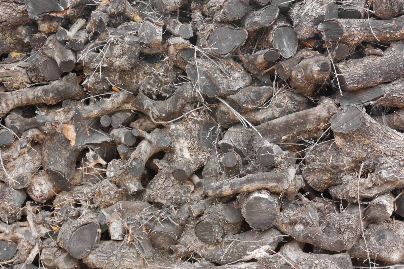 Firewood energy wood plant timber tree log wood