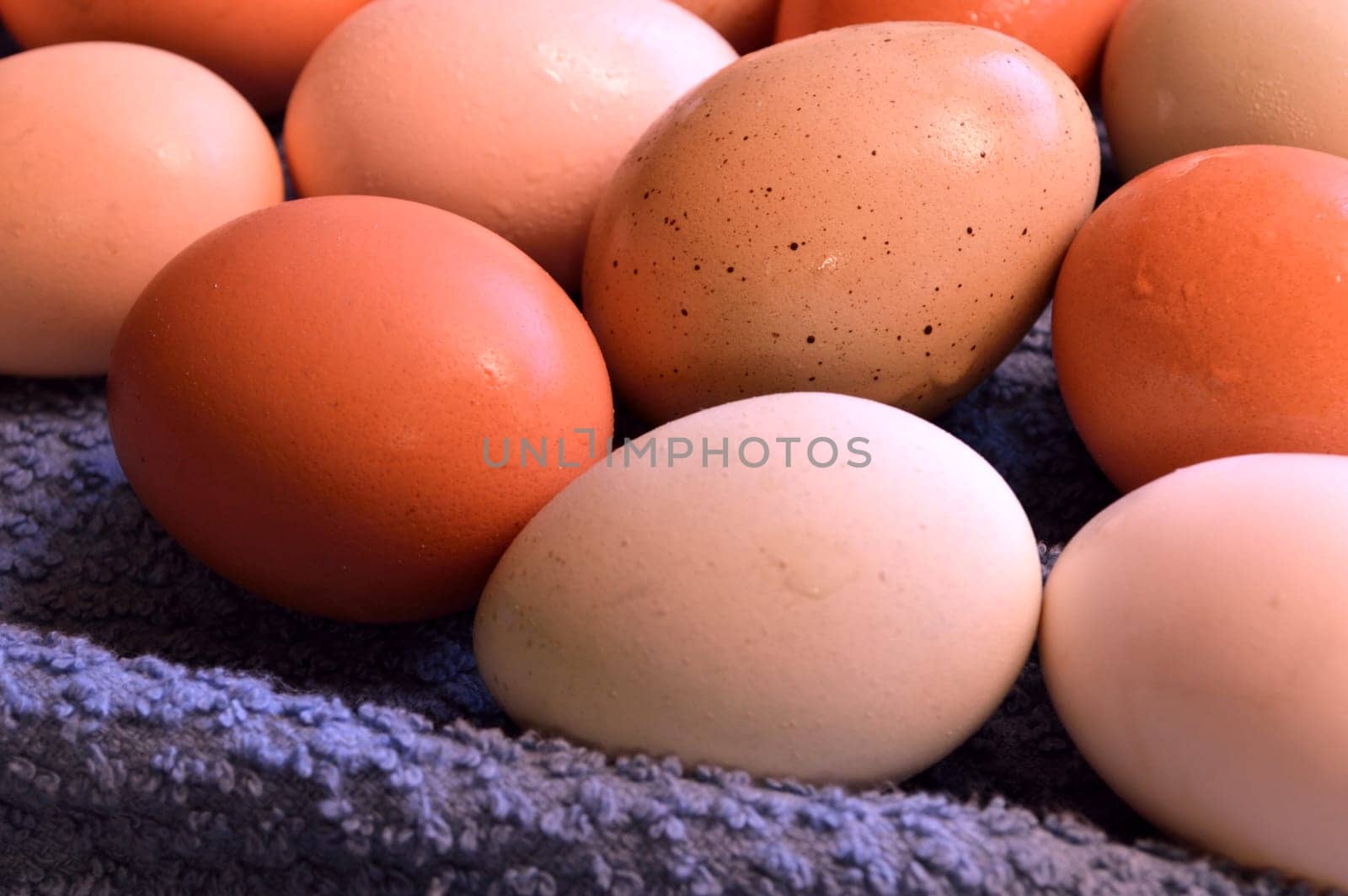 Fresh laid yard eggs, washed and laid on a blue towel to dry.