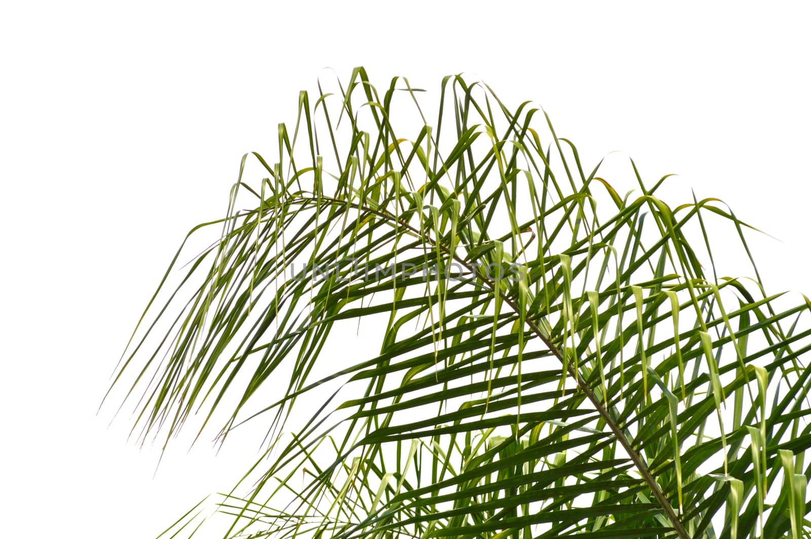Bright green palm frond of a queen palm tree against bright sky background. Florida nature landscape.