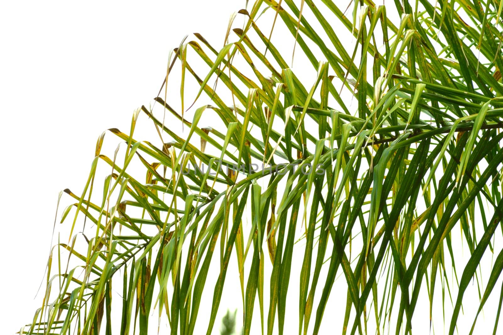 Bright green palm frond of a queen palm tree against bright sky background. Florida nature landscape.