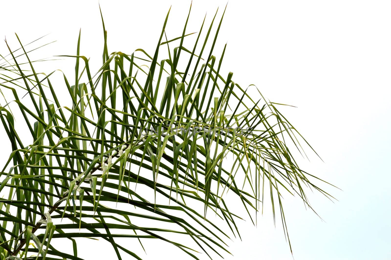 Bright green palm frond of a queen palm tree against bright sky background. Florida nature landscape.
