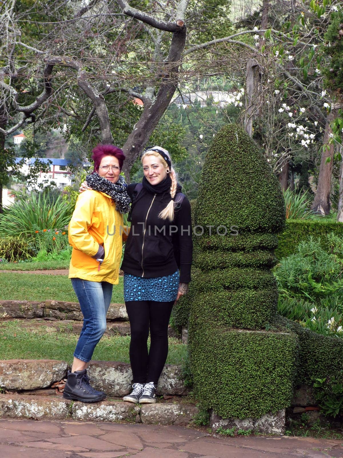 ornately cut wire shrub (Muehlenbeckia complexa),Funchal,Madeira,Portugal