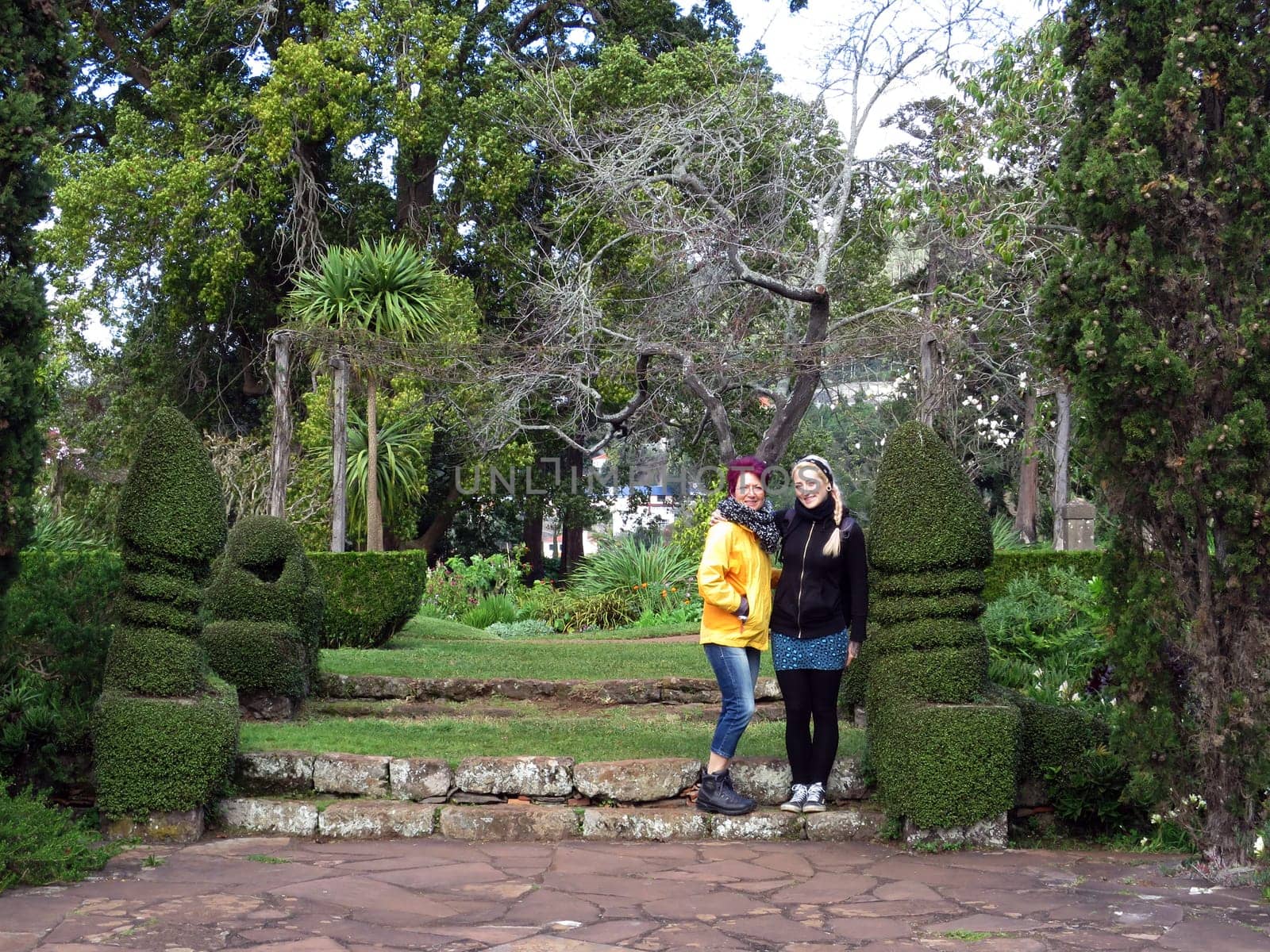 ornately cut wire shrub (Muehlenbeckia complexa),Funchal,Madeira,Portugal