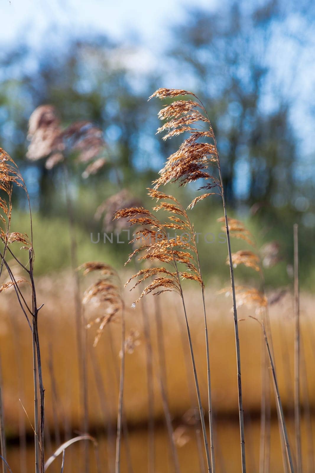 landscape with reed along a floodplain in The Netherlands