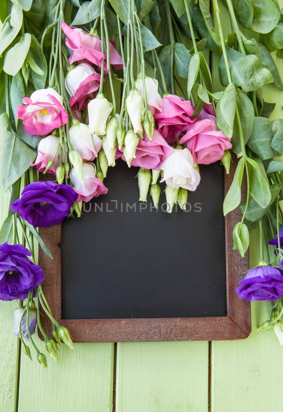 Fresh colorful Japanese rose on rustic background made of wood