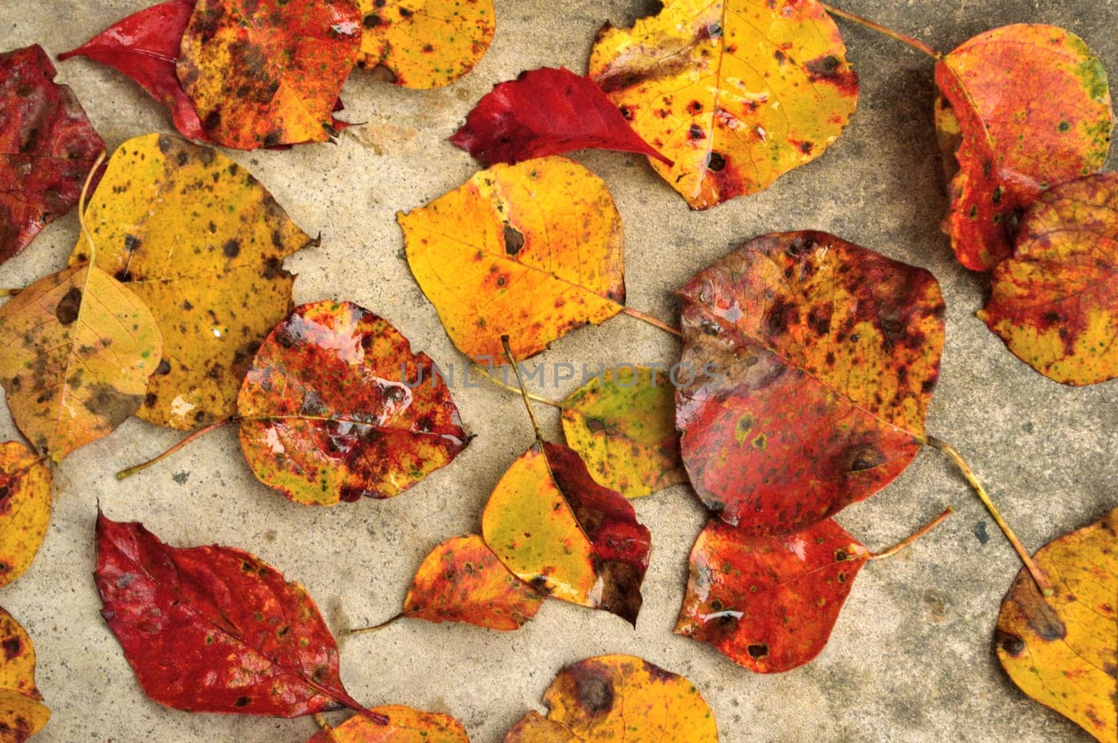 Autumn leaves, wet from the rain, scattered across a textured gray concrete surface. Great fall or Thanksgiving background.