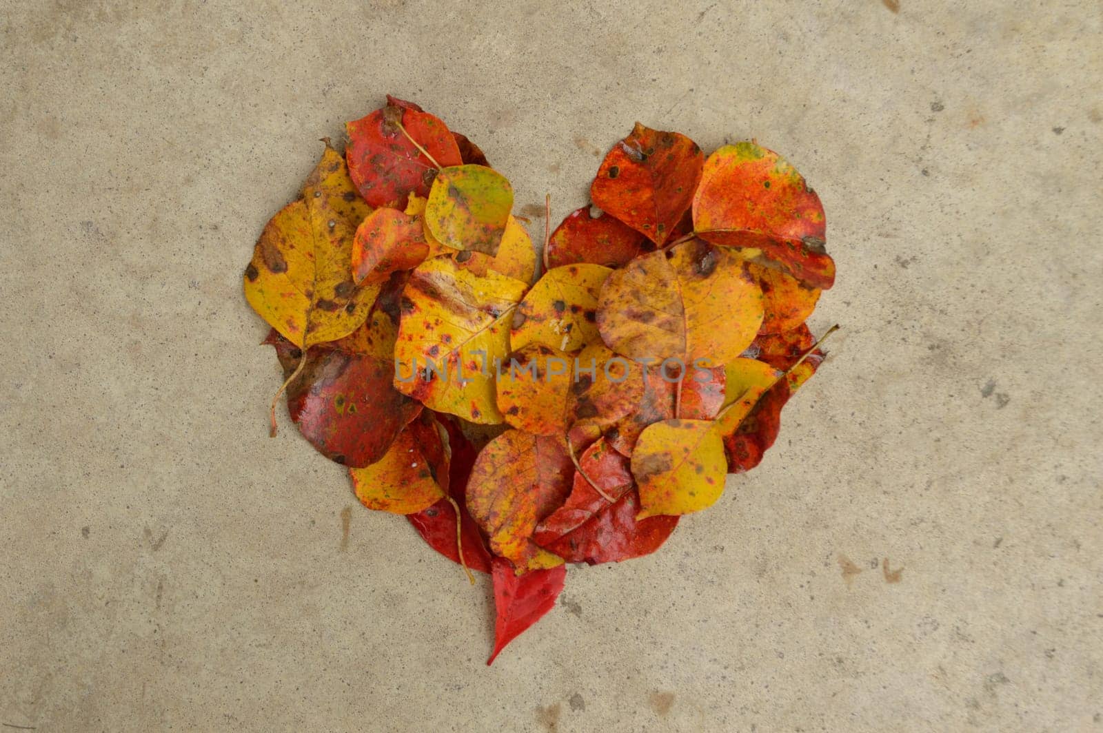 Beautiful autumn leaves in the shape of a heart against a textured concrete background. Great Thanksgiving background.