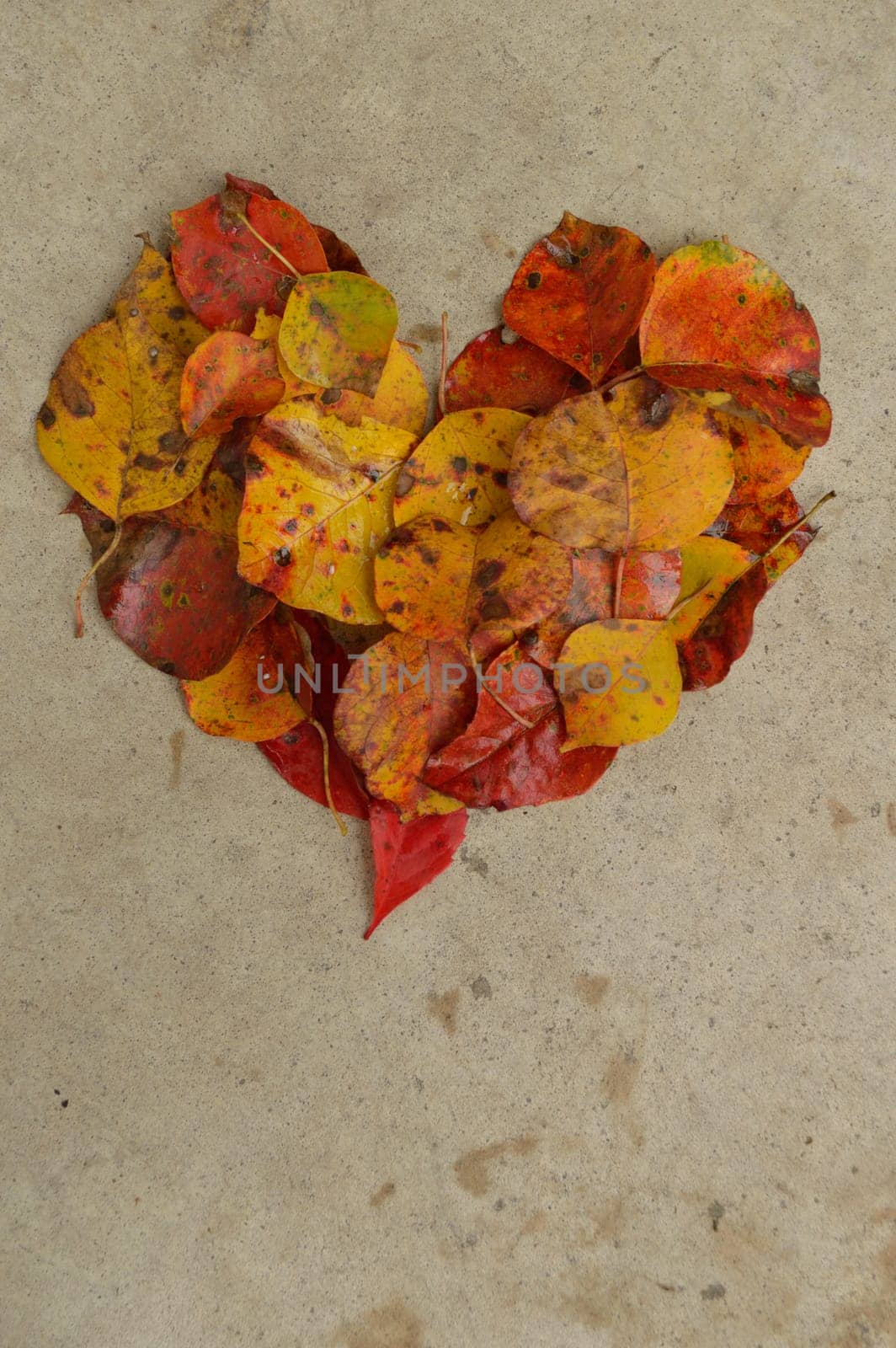 Beautiful autumn leaves in the shape of a heart against a textured concrete background. Great Thanksgiving background.